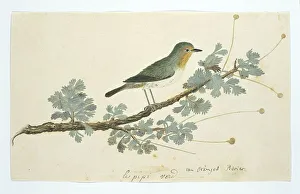 Alert Prints: Zosterops pallidus (Orange River white-eye), 1777-1786. Creator: Robert Jacob Gordon