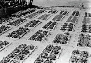 Subsistence Prints: Zuni gardens, c1927. Creator: Edward Sheriff Curtis