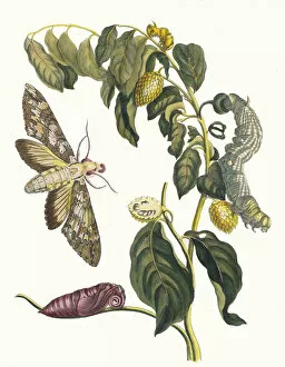Botanical Illustration Gallery: Zursak. From the Book Metamorphosis insectorum Surinamensium, 1705