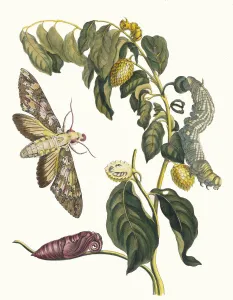 Plant Science Prints: Zursak. From the Book Metamorphosis insectorum Surinamensium, 1705