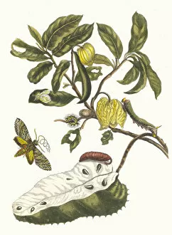 Botanical Illustration Gallery: Zuursak. From the Book Metamorphosis insectorum Surinamensium, 1705
